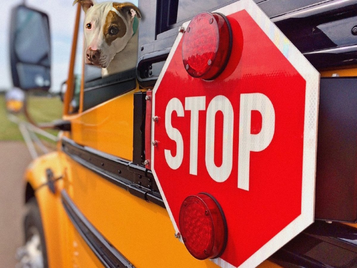 Hi! My name is Bradly, and I'm your new bus driver!🎒🚍🚸🐾 
.
.
#beep #BackToSchool #bts #dog #pitbull #tuesdayvibe #heatwave #AdoptDontShop #school #schoolbus <a href="/Chewy/">Chewy</a> @BeetleBMD <a href="/BogartBulldog/">Bogart the Bulldog</a> <a href="/DogsRAngels1/">Lincoln💙🐶(Reagan🩷🐶 Kennedy 🩷🐶&🐱's)</a> <a href="/FrecklesPitbull/">Freckles The Pitbull</a> <a href="/JPTheStrayDog/">JP The Stray Dog</a> <a href="/Penny_Lane_Pup/">𝗣𝗲𝗻𝗻𝘆 𝗟𝗮𝗻𝗲- Lawn Potato TM</a> @tine_theherd <a href="/TNflattop/">Turbo🌈 Tug🐕‍🦺 Tink🐕‍🦺 & Thump (The 3 T’s)</a>
