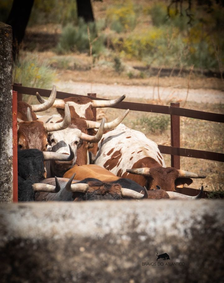 MiuraGanaderia's tweet photo. Preciosa foto de nuestros amigos Luís Grilo &amp; Diogo Barcelos de Bravos do Atlântico.

Embarcando en Zahariche

#andalucia #madrid #toro #bous #ganaderia #toreo #instagram #instaphoto #campobravo #rutadeltoro #torista #tauromaquia #soytaurino #españa #madrid #miura https://t.co/e8c2eJ0l7A