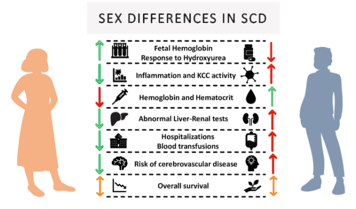 Biological sex has clear differences in SCD: those with male sex have higher risks of cerebrovascular disease, increased inflammation, and a reduced response to hydroxyurea

onlinelibrary.wiley.com/doi/epdf/10.10…