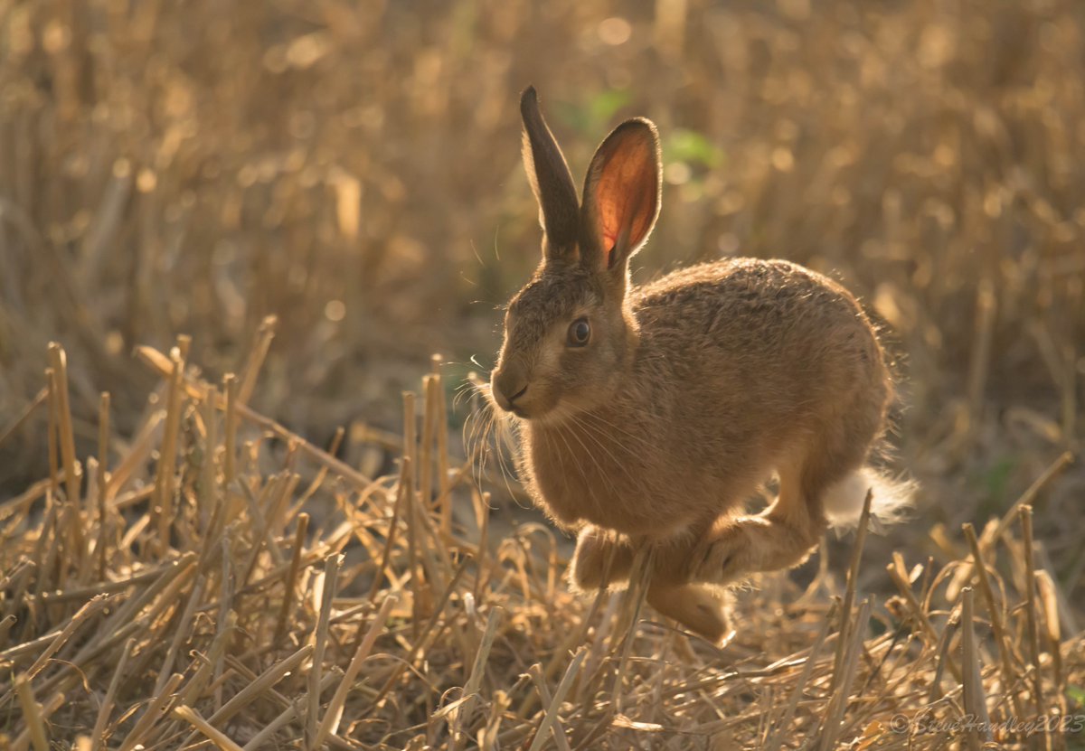 Leveret backlit by the late evening light #hare #leveret #harvesthare #harvest #NaturePhotography #nature #wildbritain #wildlifephotography #wildlife #uknature