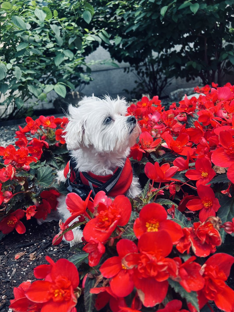 lynnjulian007's tweet photo. 🐶❤️🌺 #DrSmallz PSA
Tell someone you love them!

Mom’s sad today because
my Grandpa is gone now… 🐶❤️👸🏻
#servicedoglife #servicedogsofig #servicedogsofinstagram

I posed with flowers &amp;
made her smile again! 🐶❤️🌺
#dogsandflowers #flowerdogs
#dogswithflowers #flowerdog https://t.co/nagGoigQom