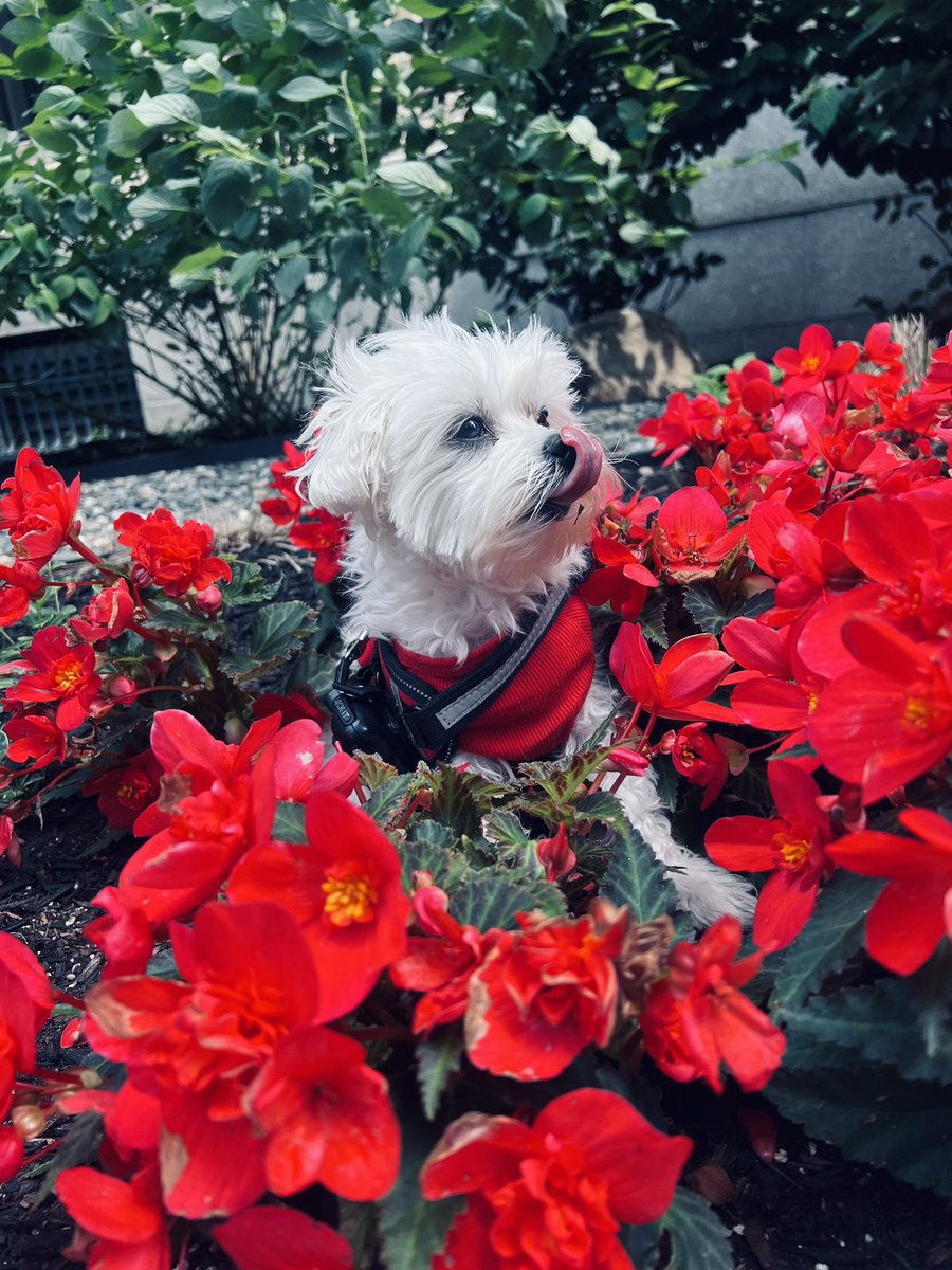 lynnjulian007's tweet photo. 🐶❤️🌺 #DrSmallz PSA
Tell someone you love them!

Mom’s sad today because
my Grandpa is gone now… 🐶❤️👸🏻
#servicedoglife #servicedogsofig #servicedogsofinstagram

I posed with flowers &amp;
made her smile again! 🐶❤️🌺
#dogsandflowers #flowerdogs
#dogswithflowers #flowerdog https://t.co/nagGoigQom
