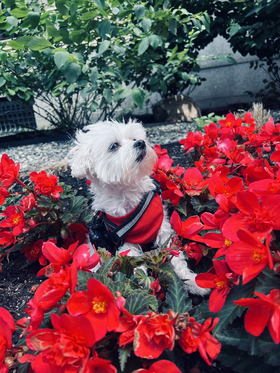 lynnjulian007's tweet photo. 🐶❤️🌺 #DrSmallz PSA
Tell someone you love them!

Mom’s sad today because
my Grandpa is gone now… 🐶❤️👸🏻
#servicedoglife #servicedogsofig #servicedogsofinstagram

I posed with flowers &amp;
made her smile again! 🐶❤️🌺
#dogsandflowers #flowerdogs
#dogswithflowers #flowerdog https://t.co/nagGoigQom