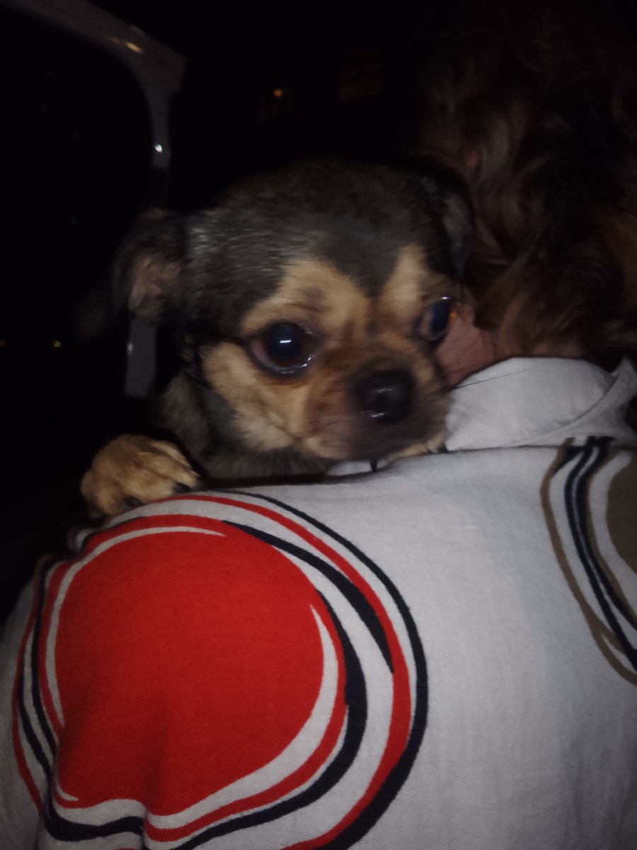 AdoptionsUk's tweet image. Please retweet to HELP FIND THE OWNERS OF THESE 2 STRAY DOGS FOUND 5 SEPTEMBER #UK 
1 French Bulldog found #GREYWELL #HART #HAMPSHIRE Male, chipped
2 Chihuahua, female, chipped found #HARROW #LONDON #HA3 
Now in council pounds, they could be missing or stolen from other regions.