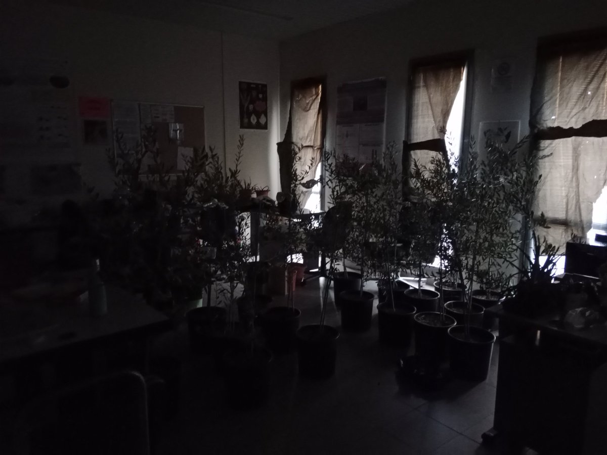 FrancescaAlder3's tweet photo. Good night dear #olive #trees!!  🫒🌛
See you very very early tomorrow morning for #predawn #waterpotential 🕔
#PNRR #Lab51Florence @Anto_gori @CeciliaBrunett2 @CassandraDetti https://t.co/JNoXw3rUTK