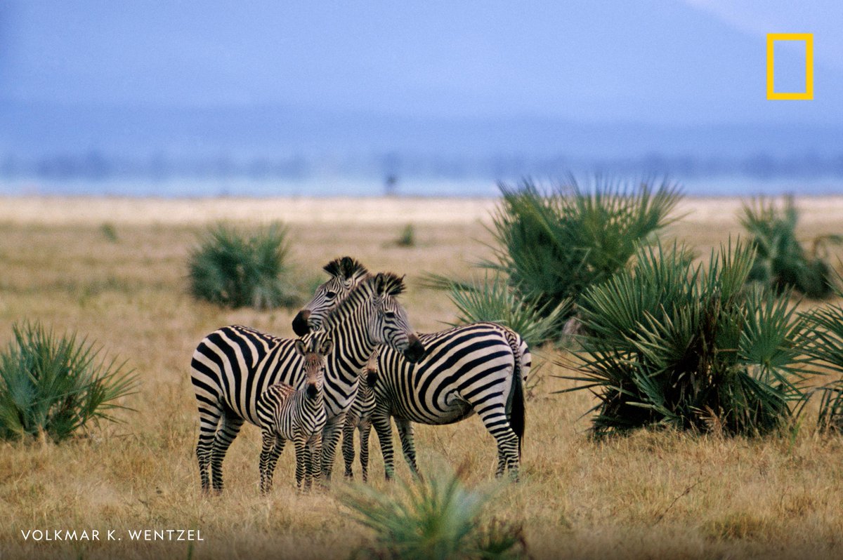 Two adult zebras stand huddled with their two foals in Gorongosa National Park, Mozambique.