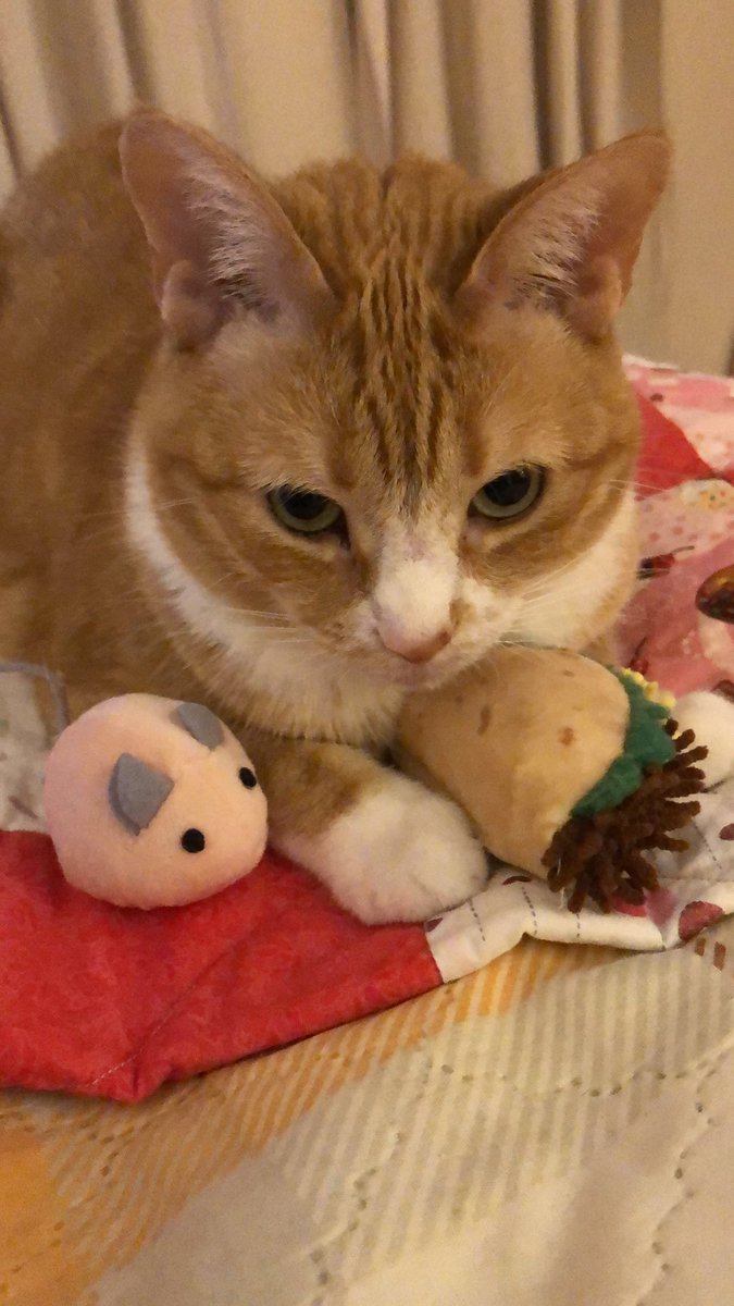 Sheri👩🏻Dixie🐈Angel Molly🌈🐈‍⬛Paulina🐻‍❄️ tweet media