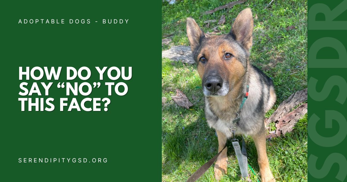 The look you give your foster mom to convince her that walkies time is not over. 🥺

Our sweet senior Buddy is still looking for his forever home. Click this link to see if he's the boy for you!
👉 ow.ly/W10U50PI2Jq
💚
#SGSDR #STLDogs #STLDogRescue #GSDRescue #GSDLove