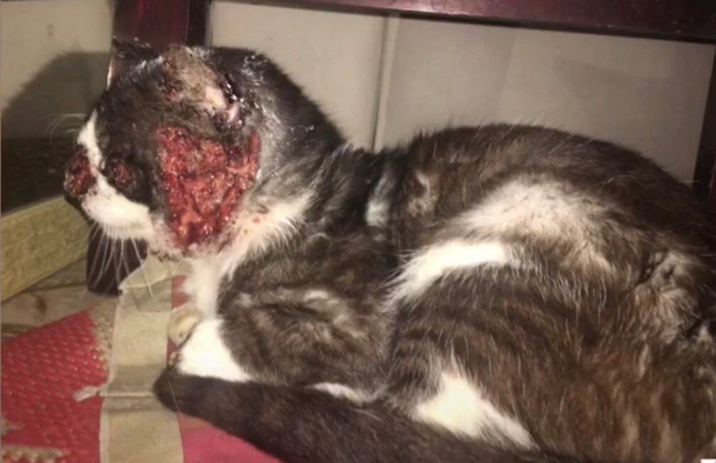 dulcepoetic's tweet photo. TW | sangue/ferimento

Olá! Esse é o Frajola, um gatinho de rua que tento ajudar do jeito que posso(estou desempregada), ele tem esporotricose e é medicado mas de uns tempos pra cá vejo que ele vem piorando e como não tenho renda peço a ajuda de vocês com algum valor+ https://t.co/y7kGxlMlpS