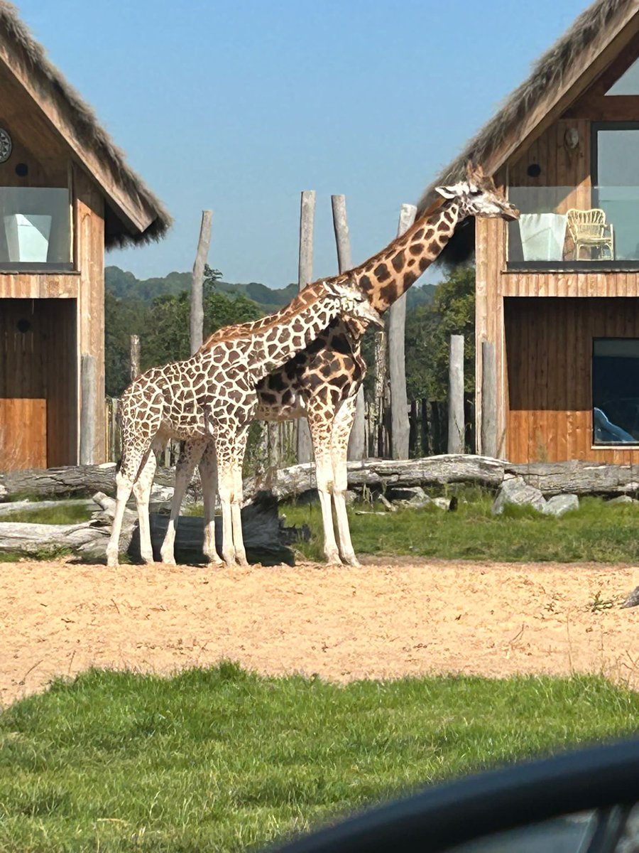 BabyGhosts_NFT's tweet photo. Busy day today at a local safari loved it and the weather was very hot.
#Bootastic https://t.co/L70KYFn05R