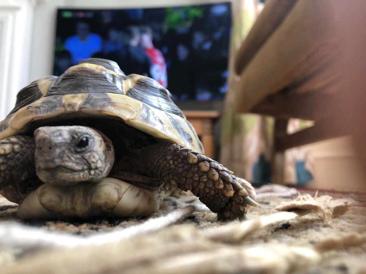 steve aulman tweet media