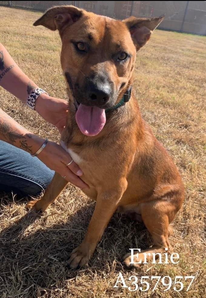 ERNIE Age2
#A357957
🔥37hrs HE DIES 9/7🔥
His BFF was rescued ERNIE got left behind🥲
Playful w/other🐕🐕‍🦺
Friendly &amp; social with staff
SCARED of loud noises, gets anxious - makes him🎯4 DEATH
Handsome Brown/white APBT he’s DOOMED without help
Plz #pledge help ERNIE find #Rescue