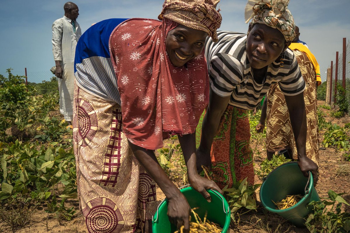 The #ClimateCrisis is testing the resilience of nations worldwide. This is especially true in the #Sahel, which is facing economic, environmental, political & humanitarian crises.

See how we are supporting Mali, Burkina Faso & Niger: go.undp.org/iiCW

#AfricaClimateWeek