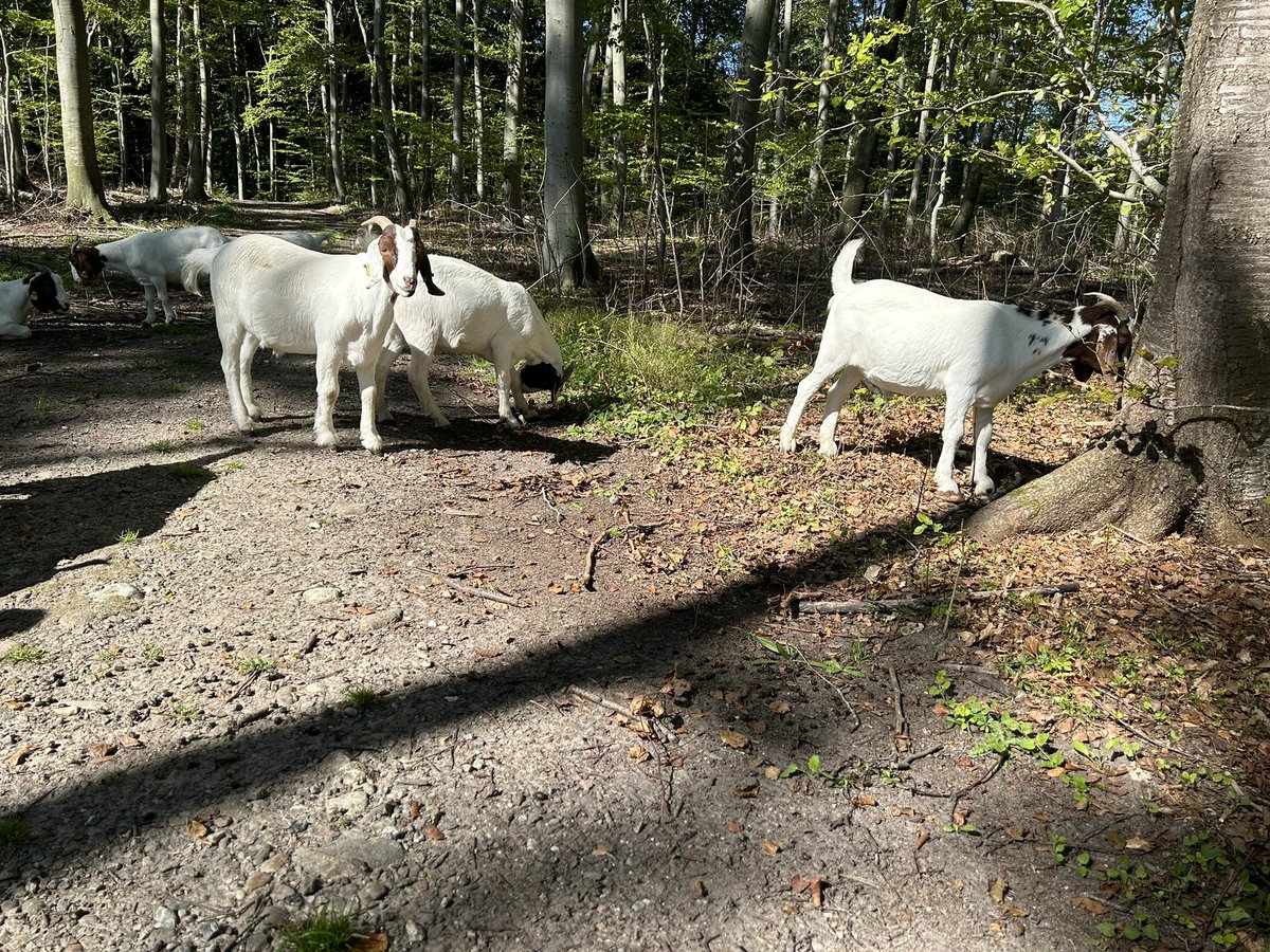 Virkelig inspirerende <a href="/FSCDanmark/">FSC Danmark</a> bestyrelsesseminar i Vesterskoven v Ringsted hvor #Skovdyrkerne og #zoo viste os hvad man kan gøre for at give #biodiversiteten mere plads i produktionsskoven og hvordan den kan måles og dokumenteres gennem FSC økosystemtjenestecert #dkgreen