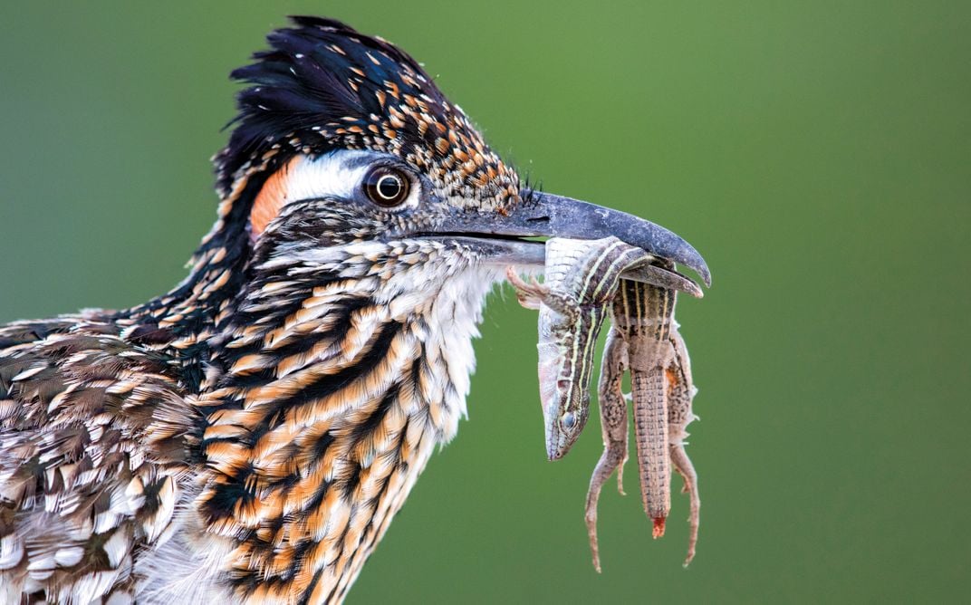 goldmannk's tweet photo. In our latest @SmithsonianMag issue, 10 incredible wildlife photographers zoom in on their favorite birds: https://t.co/M54TAAebfI https://t.co/fzpax4V5Pt