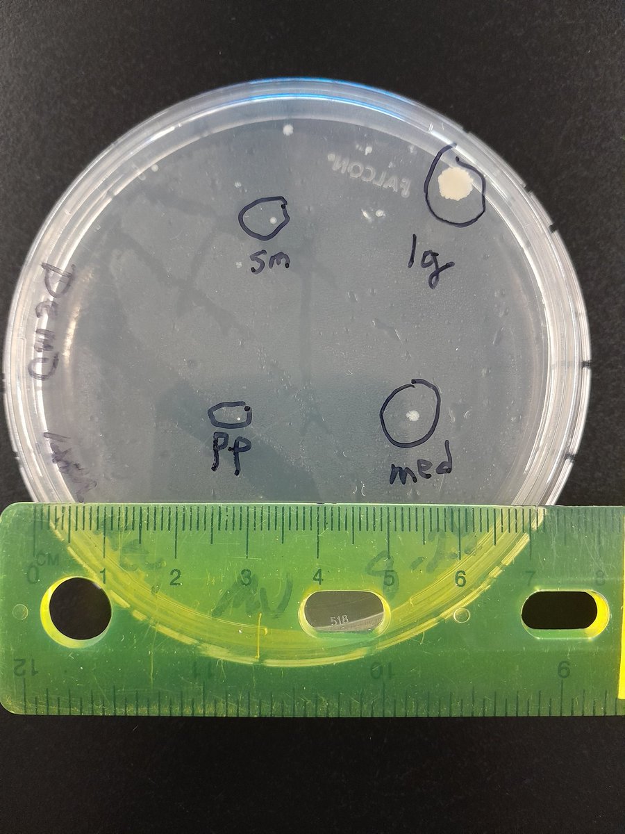 mfvarela's tweet photo. Microbiology lab #enmu https://t.co/RkouKQvxMC
