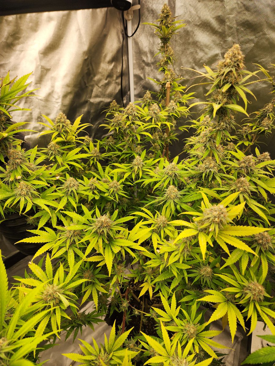 The Green House (@yourgreenhouse) on Twitter photo These happy #flowers are that of our friend HopTheBorders most recent grow, these are all from the <a href="/GHGenetics/">Greenhand Genetics</a> Mix Pack, showing some chunky colas and the many flowers encased in trichs
Want us to feature your #grow? Share it with us on #Discord π Link in Bio
#CannaFam #MMJ These happy #flowers are that of our friend HopTheBorders most recent grow, these are all from the <a href="/GHGenetics/">Greenhand Genetics</a> Mix Pack, showing some chunky colas and the many flowers encased in trichs
Want us to feature your #grow? Share it with us on #Discord π Link in Bio
#CannaFam #MMJ