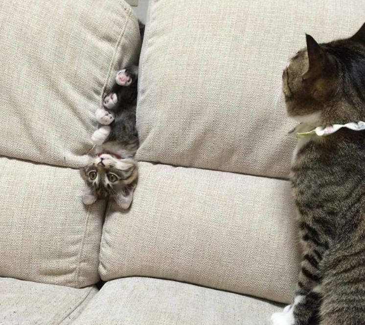 Dont Show Your Cat tweet media