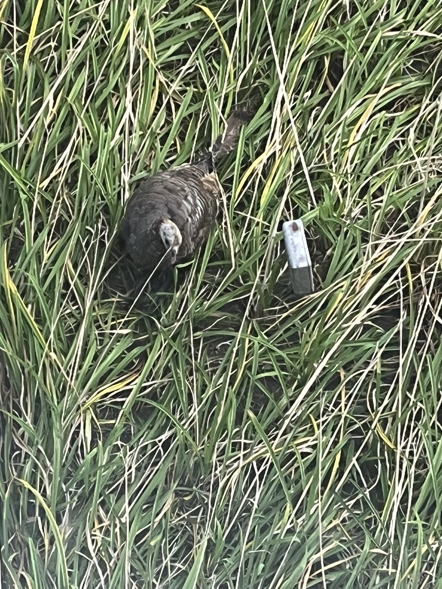 Not everyday you see a wild turkey in a Downers Grove business park.