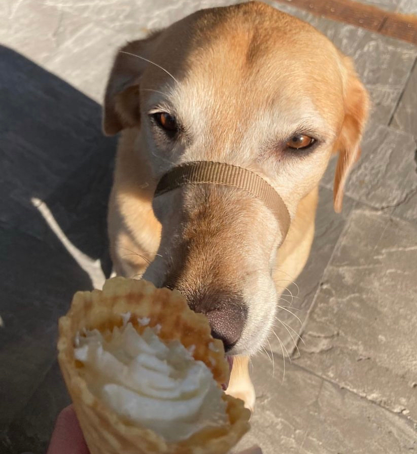 Are THESE the dog days of summer? 🤷🏾‍♀️😎🥵☀️🦮

📸 <a href="/dexter/">Dexter</a>.thegoldenlab 

#fourallicecream #dogdaysofsummer #patios #pupcups