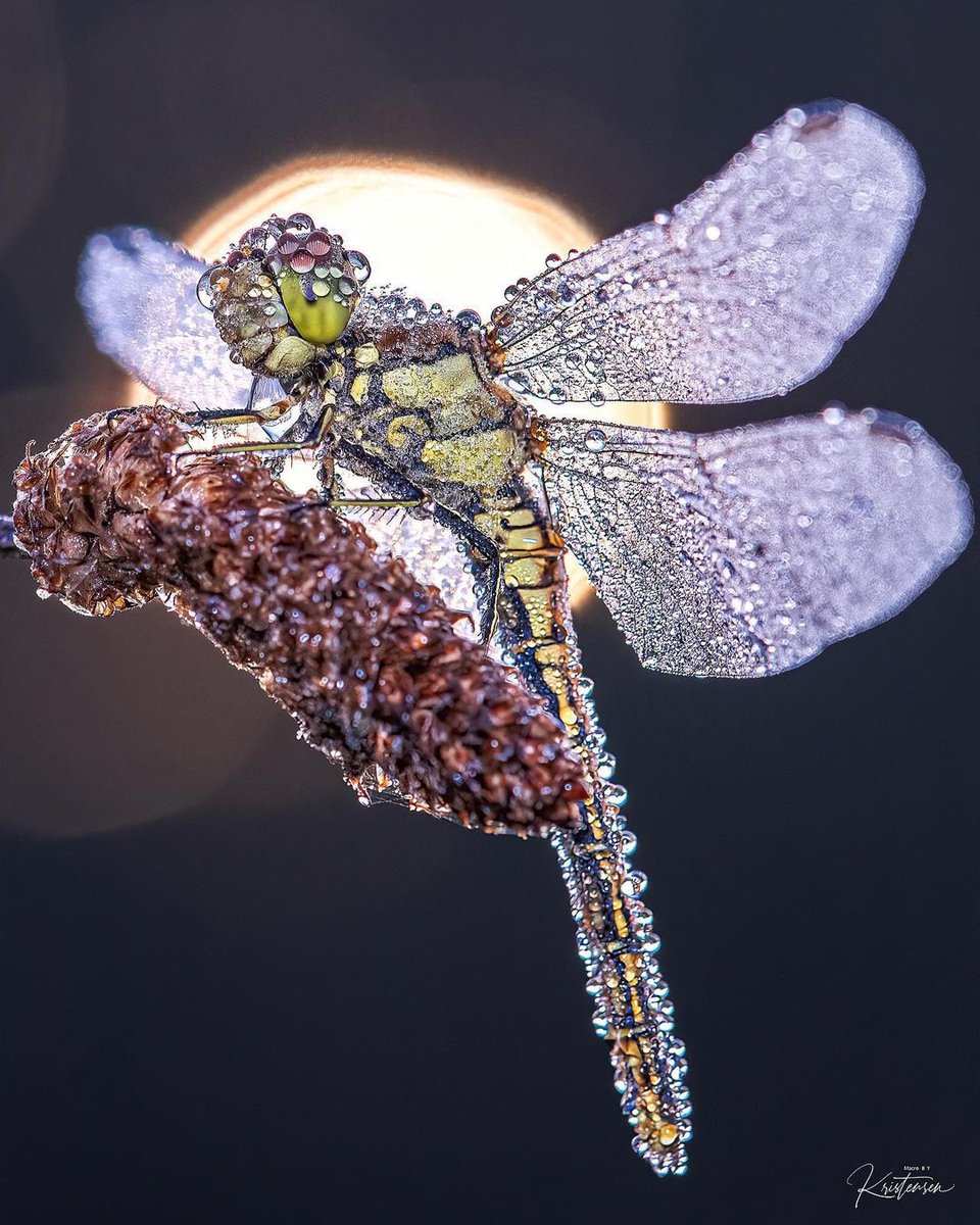 Stunning Dragonfly covered in dew capture, photo taken by Lars Kristensen
#photograghy #wildlifephotography #NaturePhotograhpy #insects