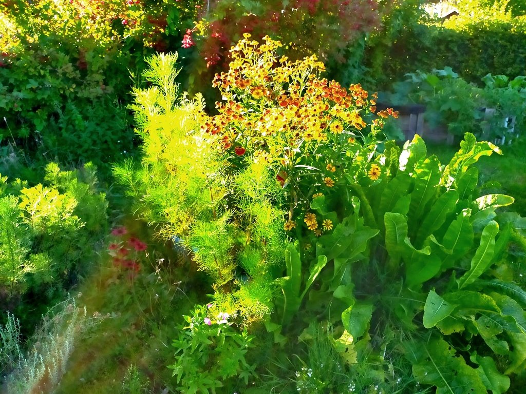 dgh_de's tweet photo. Manche Fotos wirken wie Artefakte, wie ein lieber Freund zu meinen etwas unscharfen Fotos bemerkte. Die Stimmung war einfach so, sag ich.
#Gartenimpression https://t.co/4fcEJ9UlHZ