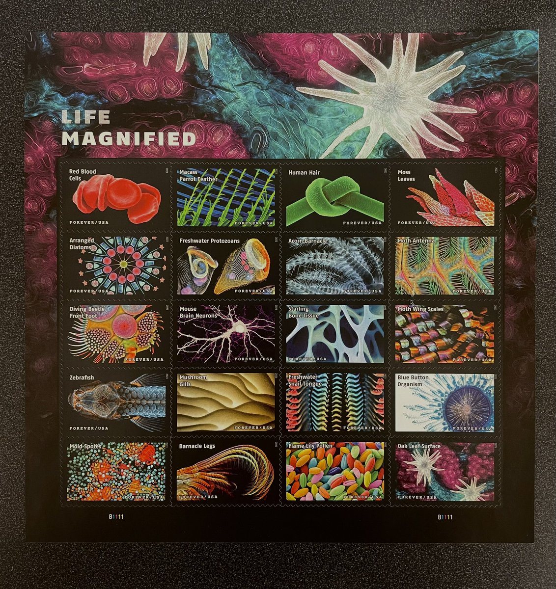 New stamps ready for lab holiday cards! coming soon(ish??) <a href="/SilkeHaufLab/">Hauf Lab</a>