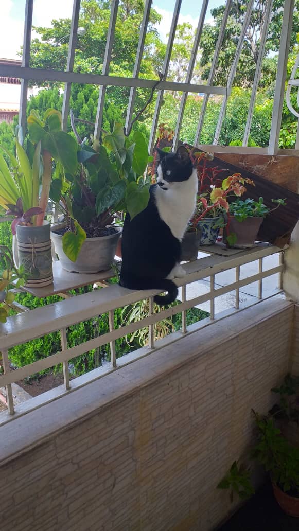 scedenou's tweet photo. 👆 "¡Ayuda! KITTY, la gatita de mi vecina, se escapó. Por favor, si la ves cerca de la Av. París, calle Barcelona, avísame. ¡Te lo agradecería mucho! 🙏🏽" https://t.co/9GE2E2l5M9