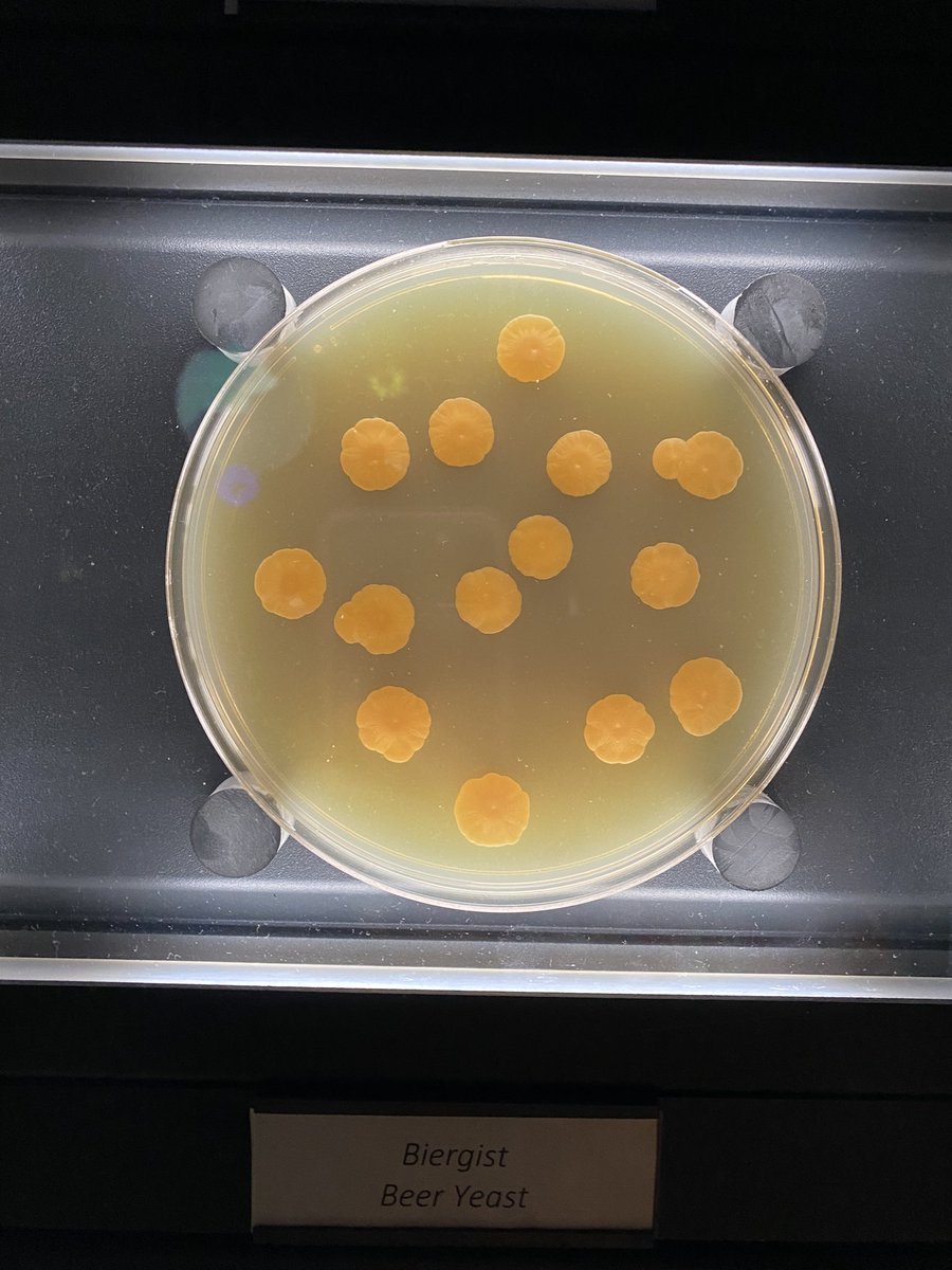 chantlephd's tweet photo. Had a great time at my first @LABsymposiumorg ! I’ve never nerded out so hard about sourdough, cheese, and wine (for science of course).

And, as if I didn’t get enough about microbes at the conference, I went to @Micropia and got to see all my faves in a microbial zoo. https://t.co/TGV4O5StI5