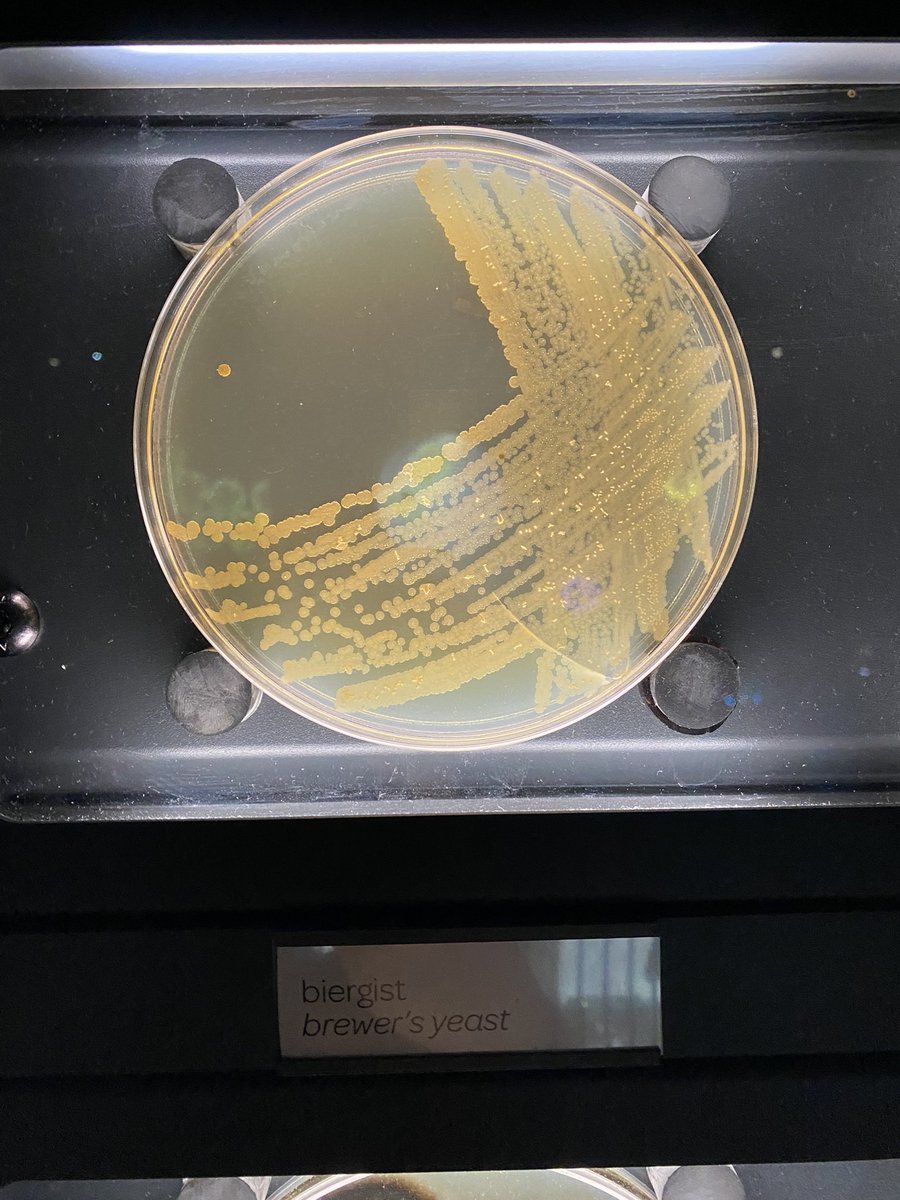 chantlephd's tweet photo. Had a great time at my first @LABsymposiumorg ! I’ve never nerded out so hard about sourdough, cheese, and wine (for science of course).

And, as if I didn’t get enough about microbes at the conference, I went to @Micropia and got to see all my faves in a microbial zoo. https://t.co/TGV4O5StI5