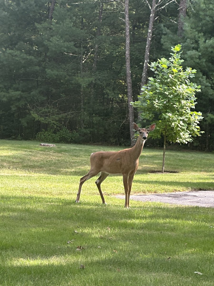 CraigSroka12's tweet photo. #Patrolling #odeer https://t.co/uXU2qg7hx8