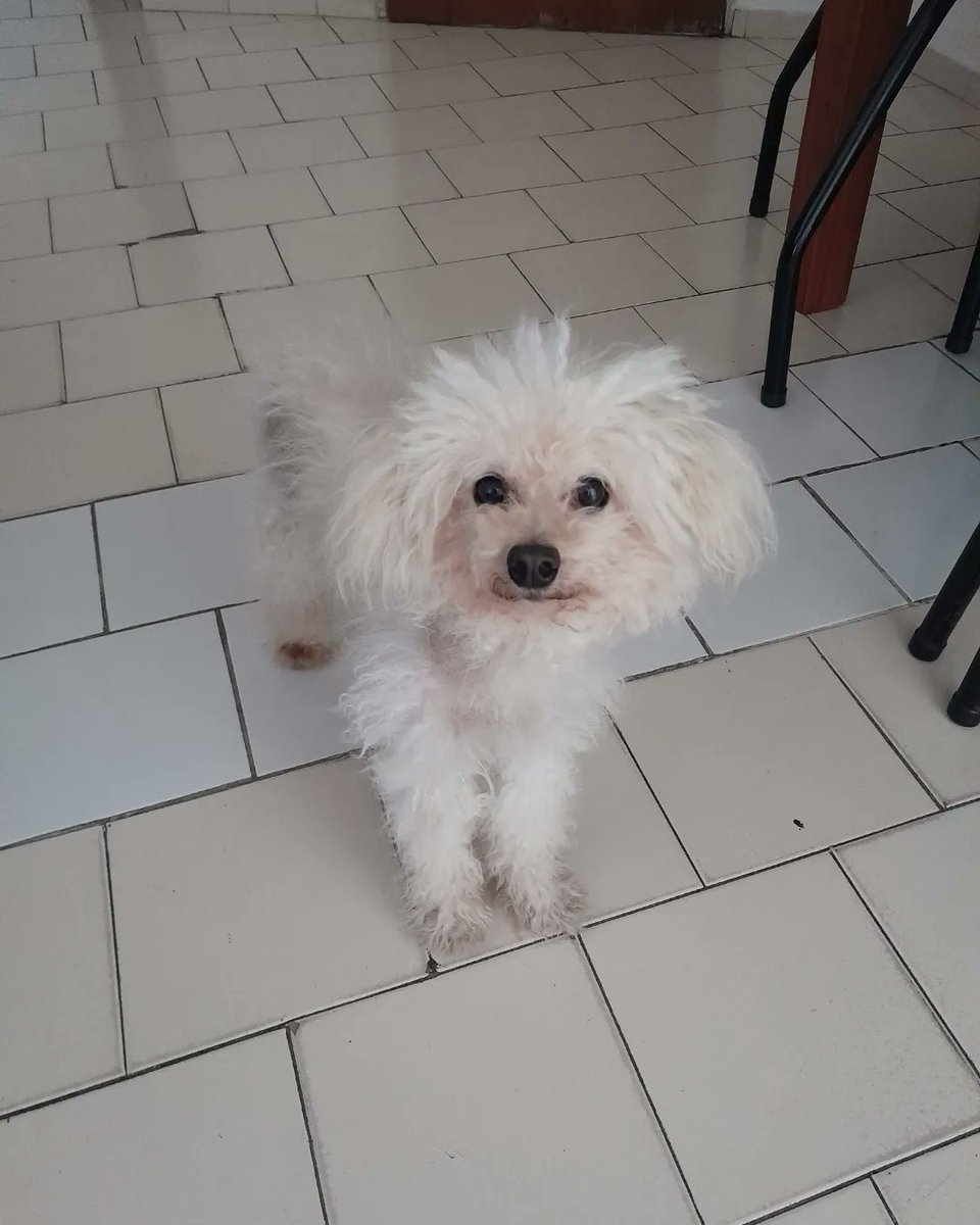 carodangelo_'s tweet photo. Mi compañero durante 11 años, cuánto te voy a extrañar https://t.co/aSRXw7rCzj