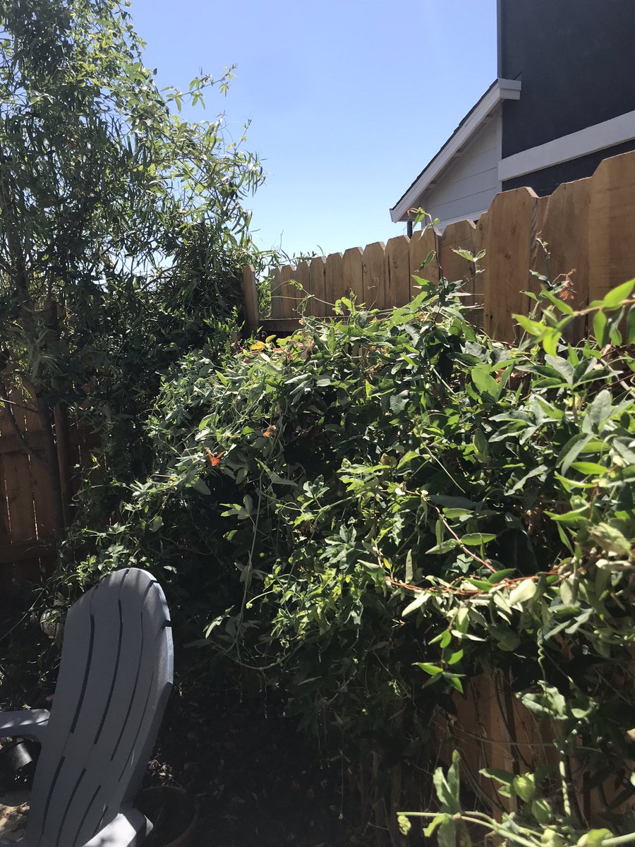 My passionfruit brings all the butterflies to the yard. Soon it’s full of caterpillars. Then the wasps come for the caterpillars. I spend every autumn with defoliated plants and a yard full of fucken wasps. Wtf nature