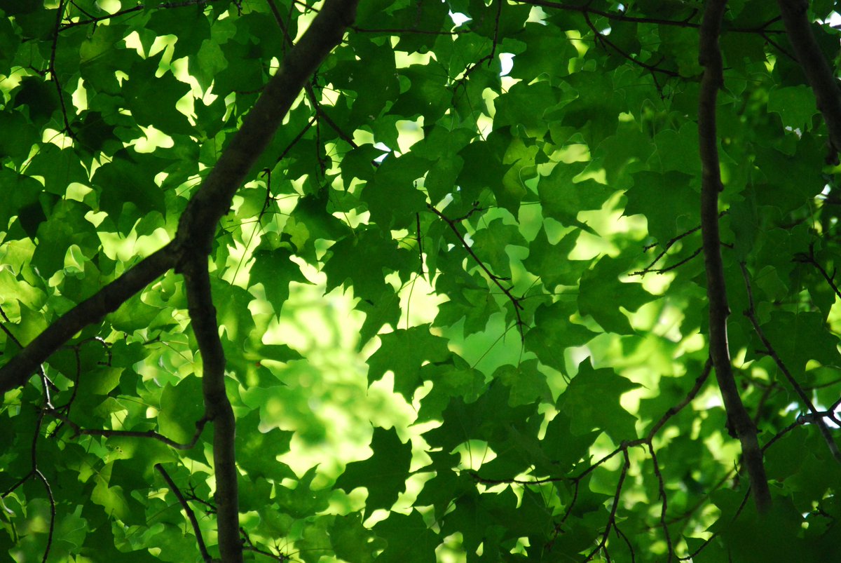 forestscanada's tweet image. #DYK that leaves are nature&apos;s solar panels? They capture sunlight through photosynthesis and use that energy to convert carbon dioxide and water from the atmosphere into glucose and oxygen. This gives plants their food and gives us fresh oxygen to breathe! #TreeFactTuesday