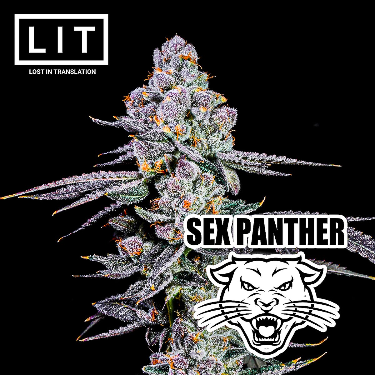 LitFarms's tweet photo. 🐈 Sex Panther 🐈
[ Fire Crotch x Zoap ]

⚠️ Back in stock on our website after selling out/ Seeds available from https://t.co/oXAZbFiJ4c

#litfarms #litgenetics #SexPantherStrain https://t.co/dAMYPzAFIq