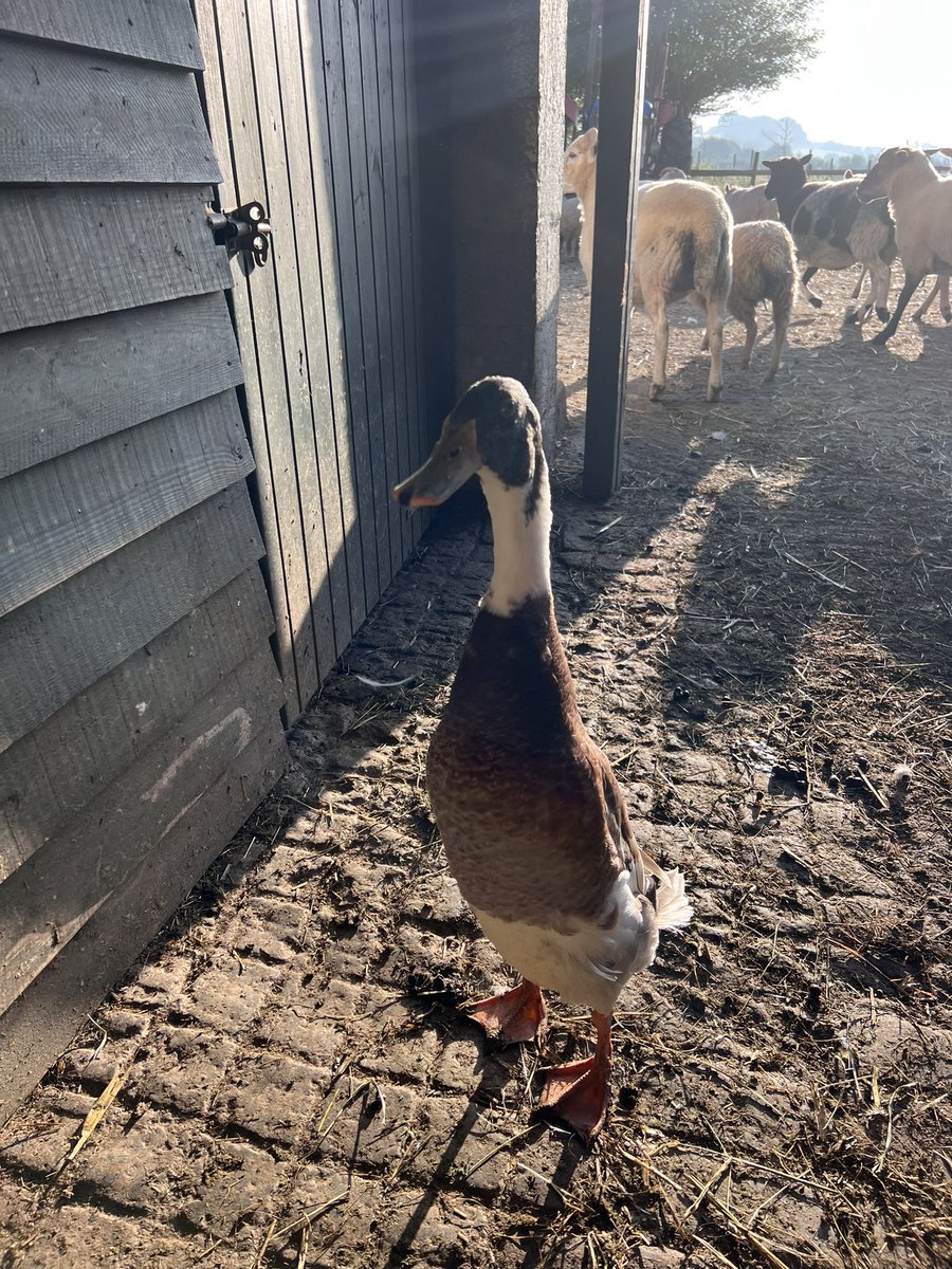 caenhillcc's tweet image. Todays bonus video a reverse rush hour with our sheep. How the day has flown by See you for breakfast tomorrow. Will I get my toast? #bonusvideo