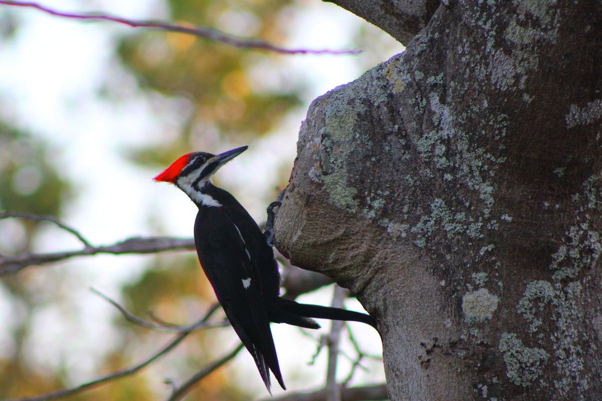 Fun Fact: Did you know woodpeckers have strong, dense neck muscles that allow them to drill up to 20 times a second? 🌳🐦