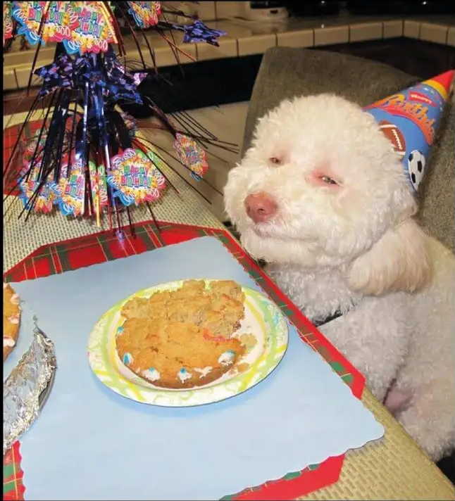 marlon_gracia's tweet photo. @Tabeeme91 Yo es que cuando veo al man de la DIAN me acuerdo de un perrito que se ríe igual, es parecido a este pero los gestos son aún más similares a los de él. https://t.co/MsRAEiADfR