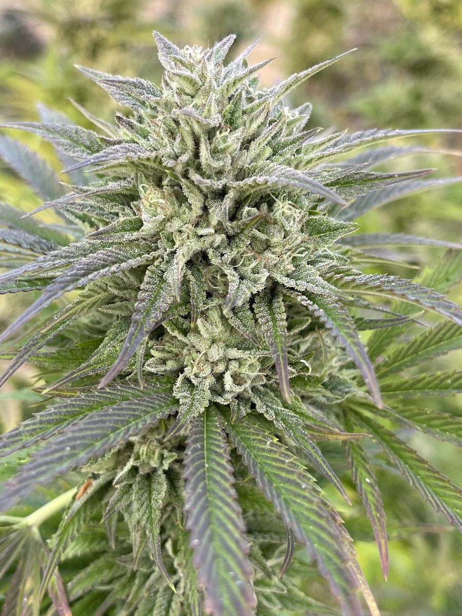 Rocket science is a wonderful strain for its gassy/musky/chem aromas that will put most filter indoors to the test during flower, easily capable of growing 2-3x their size in flower For more info check the link in bio #Greenhandgenetics #Homegrow #MMJ #JGYO #Garden #Cannabis