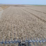 Photo by LC Grain and Cattle (@Larry_Spratt)