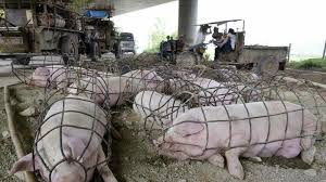 MiMuawakening's tweet photo. is it too much to ask that we treat animals with respect &amp; not reduce them to "useful things".. ? https://t.co/dVsBDm6lRe