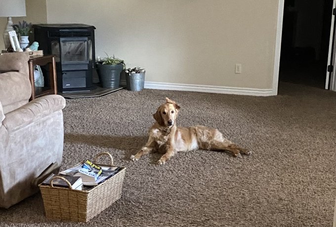#dailypic #abigail #abbythegolden   She was talking up a storm so I looked out to find this.. she makes<a href="/tag/dailypic"class="tags">#dailypic</a><a href="/tag/abigail"class="tags">#abigail</a><a href="/tag/abbythegolden"class="tags">#abbythegolden</a>