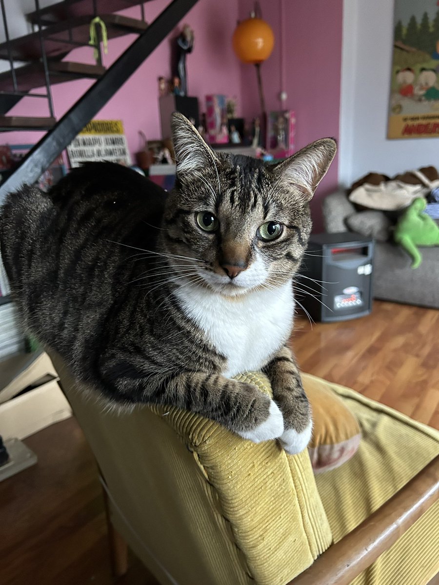 loscontadores's tweet photo. Ya pero miren esta belleza felina https://t.co/DkLasbflum