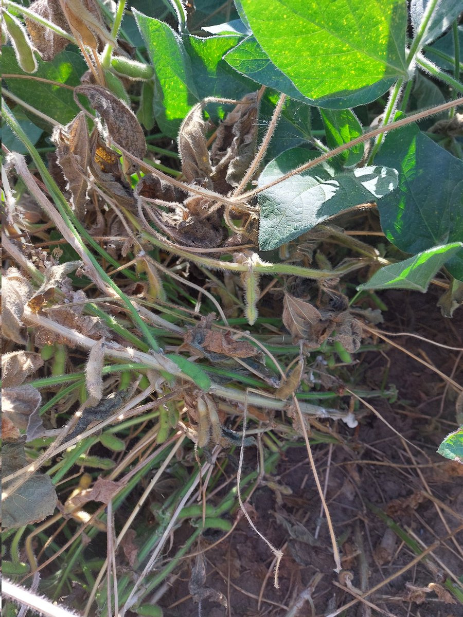 Some white mould starting to show up in some soybean fields. Unfortunately it's taking the top end off of some nice looking soybeans. #GLGTour2023