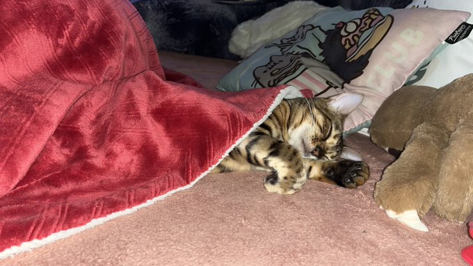 Good night! 😍😘😘 https://t.co/VXORG5rt6E