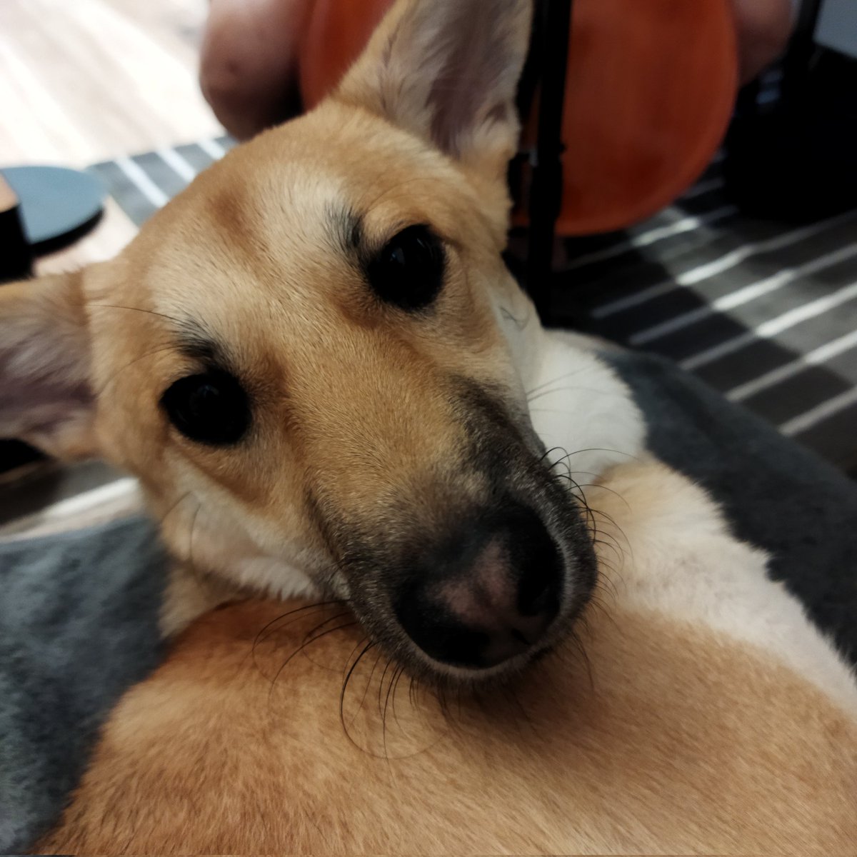 HMS_Tokyo's tweet image. Practice🎶Practice🎶Practice🎶と、
🦮Tocciが言いたかったかどうかはわかりませんが🇺🇸ジョーク🤣
#お昼寝とチェロ
#アメリカン・ジョーク
#PracticePracticePractice
#カーネギーホール
#犬のいる暮らし
#保護犬を家族に
