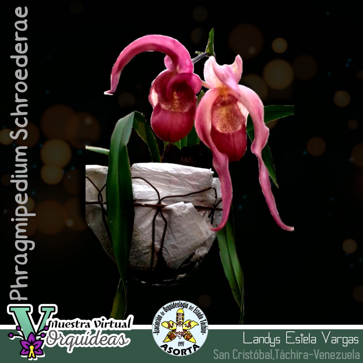 OrquideasAsorta's tweet photo. 🔰 GRUPO XIII: GÉNEROS NO ESPECIFICADOS
#Phragmipediumschroederae
▶️▶️▶️▶️▶️▶️▶️▶️▶️▶️
Fantástico!!
🎉🎊🌷🌸⏳
.
.
SOMOS || ASOCIACIÓN DE ORQUIDEOLOGÍA DEL ESTADO TÁCHIRA
#muestravirtualdeorquídeas #Asorta #orquídeas #Táchira #Venezuela
#DíaNacionalDeLaBiodiversidad
🦦🐦🪻 https://t.co/9vAnAHqxFw