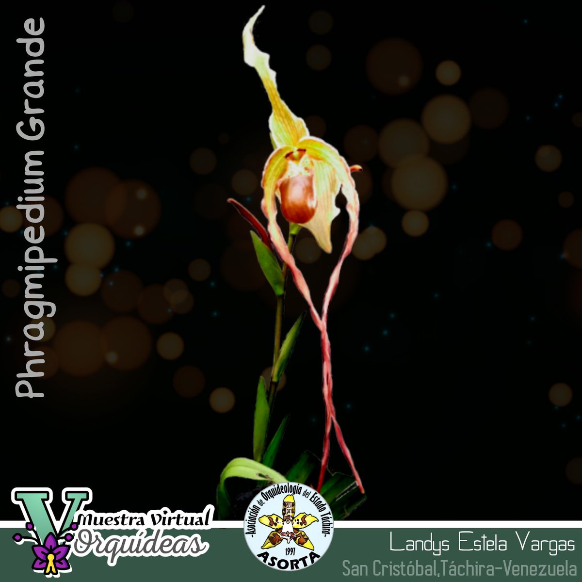 OrquideasAsorta's tweet photo. 🔰 GRUPO XIII: GÉNEROS NO ESPECIFICADOS
#Phragmipedium
▶️▶️▶️▶️▶️▶️▶️▶️▶️▶️
Fantástico!!
🎉🎊🌷🌸⏳
.
.
SOMOS || ASOCIACIÓN DE ORQUIDEOLOGÍA DEL ESTADO TÁCHIRA
#muestravirtualdeorquídeas #Asorta #orquídeas #Táchira #Venezuela
#DíaNacionalDeLaBiodiversidad
🦦🐦🪻🐠🦞🐡🌾🪼 https://t.co/AA1tLTavDc