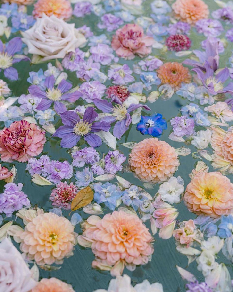 paula leduc tweet media