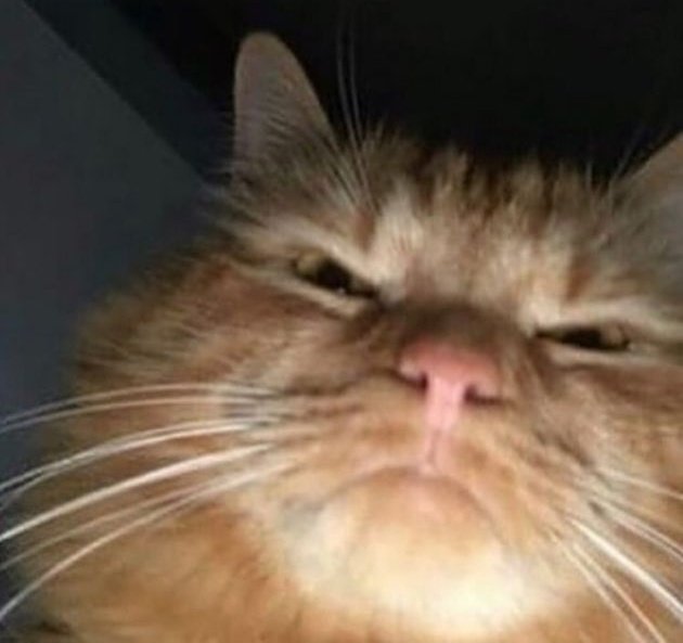 yAppAchinO9's tweet photo. Spotify employees watching me switch from SPOTIFY to GAANA🥴 https://t.co/kOkfJ50NC2